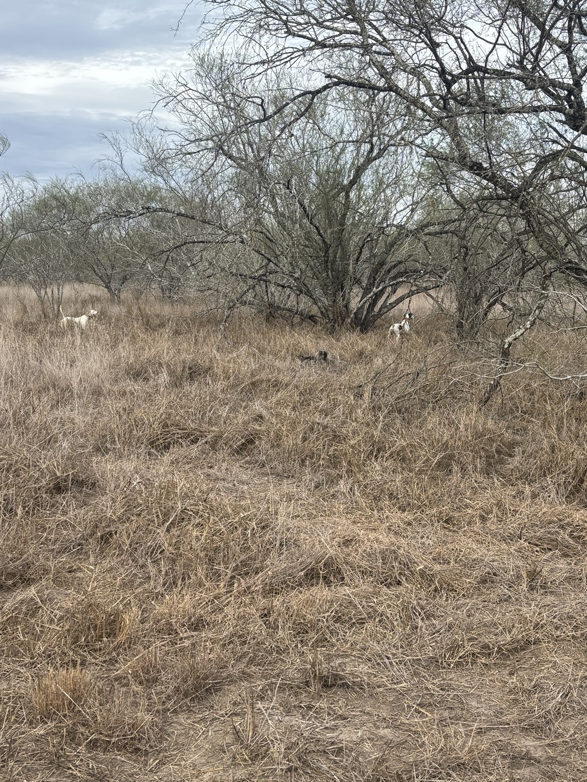 Bird dogs in South Texas quail country